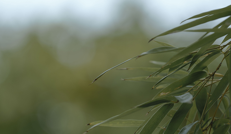 The Nature’s Blueprint for Balance - kifinejewelry.com